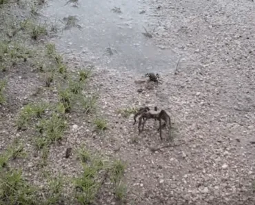 21870 coyote peterson tarantula hawk