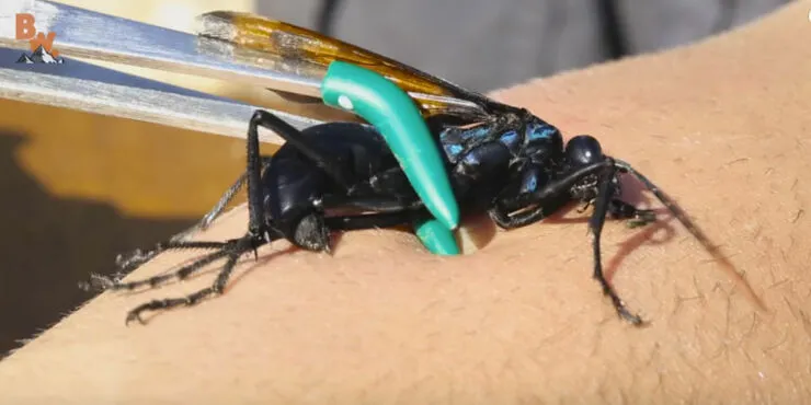 21870 tarantula hawk wasp sting