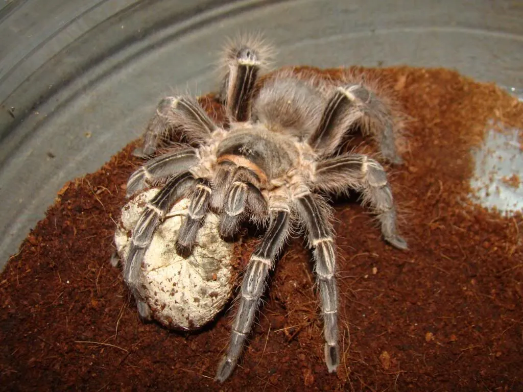 /img/21871-tarantula-cage-diy.webp