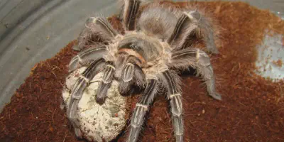/img/21871-tarantula-cage-diy.webp