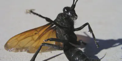 /img/21875-tarantula-hawk-indonesia-conservation.webp