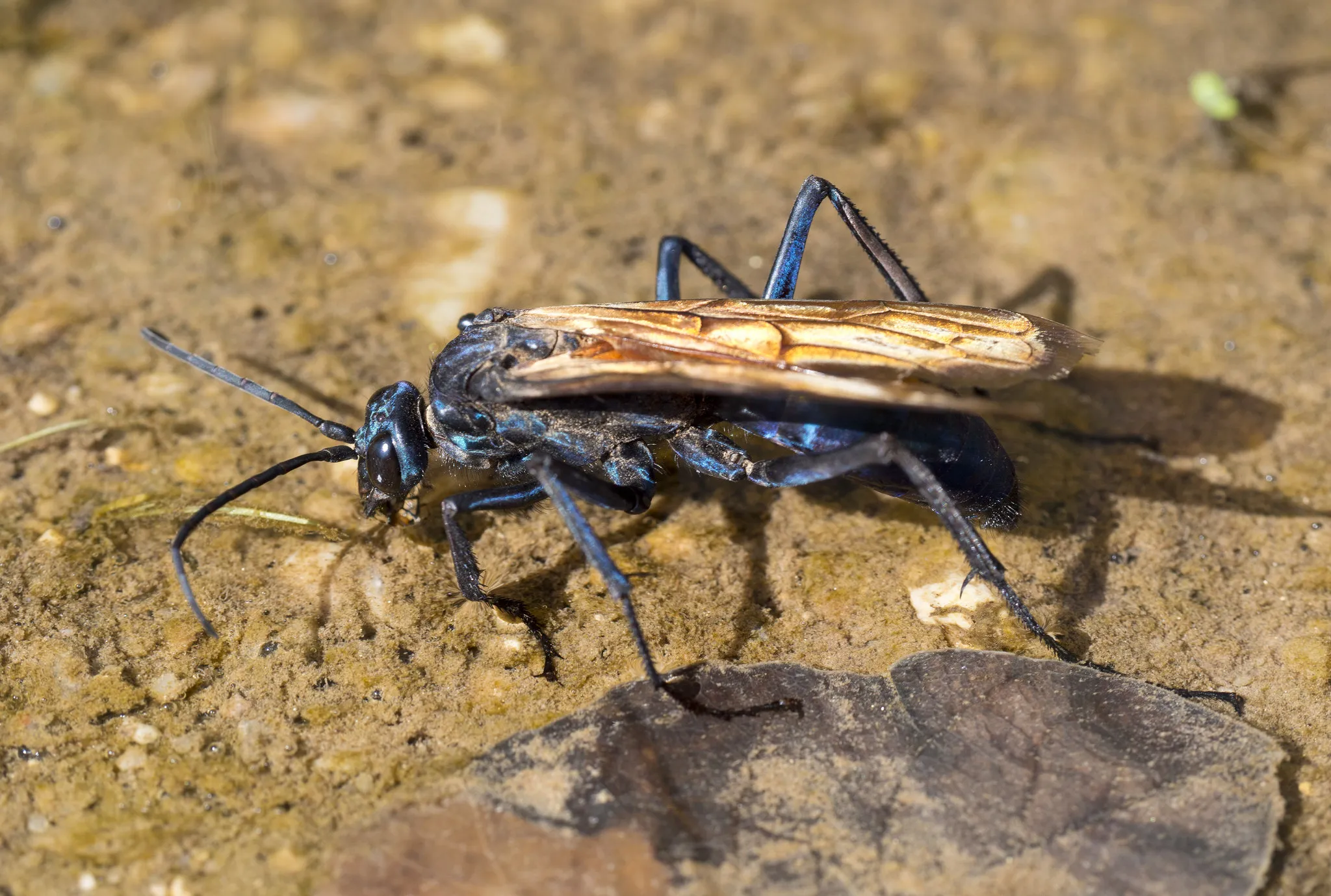 21875 tarantula hawk indonesia habitat