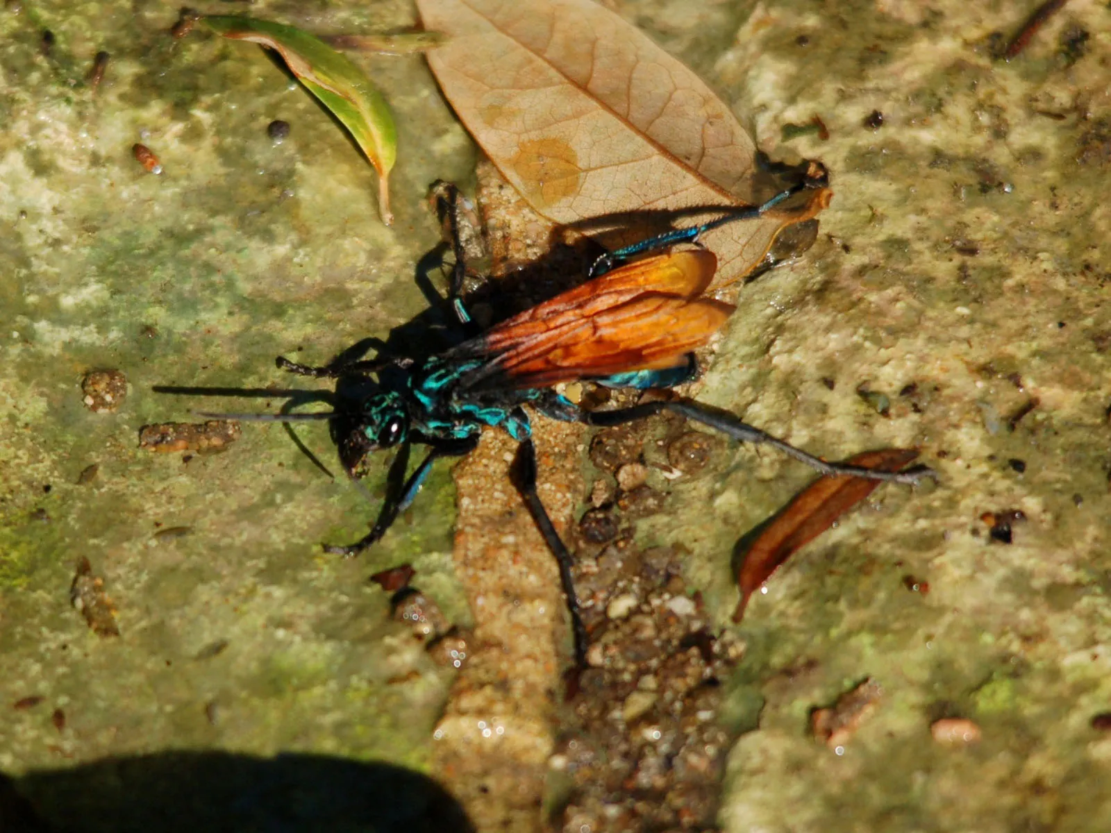 21875 tarantula hawk indonesia nesting