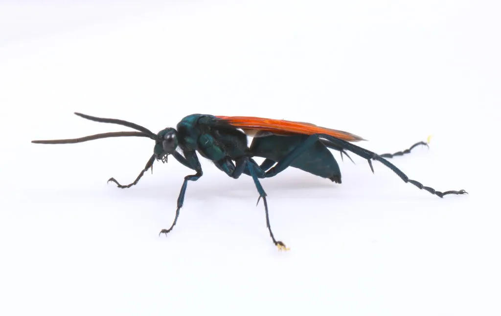 21875 tarantula hawk indonesia prey