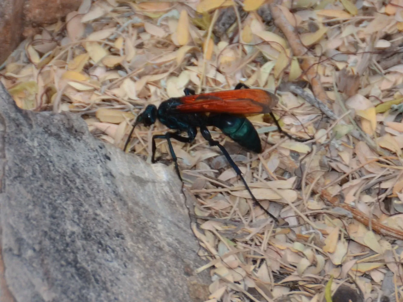 21875 tarantula hawk indonesia sting
