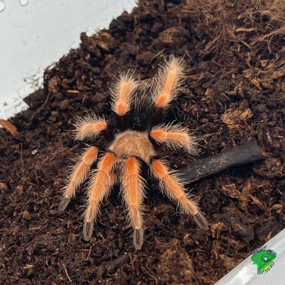 21876 fireleg tarantula adult