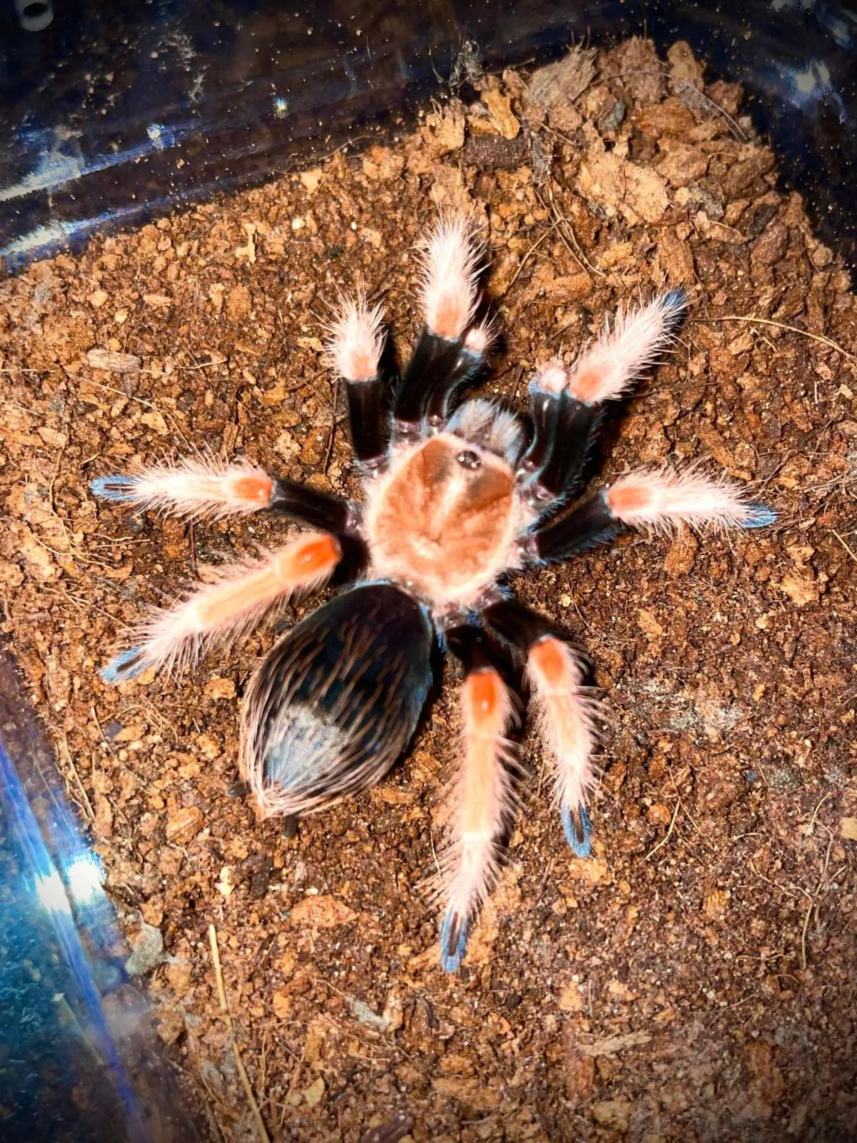 /img/21876-fireleg-tarantula-humidity.webp