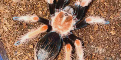 /img/21876-fireleg-tarantula-humidity.webp