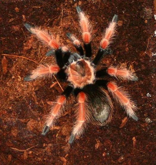 21876 fireleg tarantula juvenile