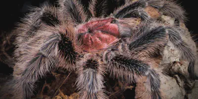/img/21877-tarantula-handling-safe.webp