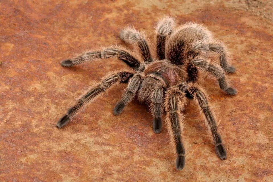 21877 treating tarantula itch