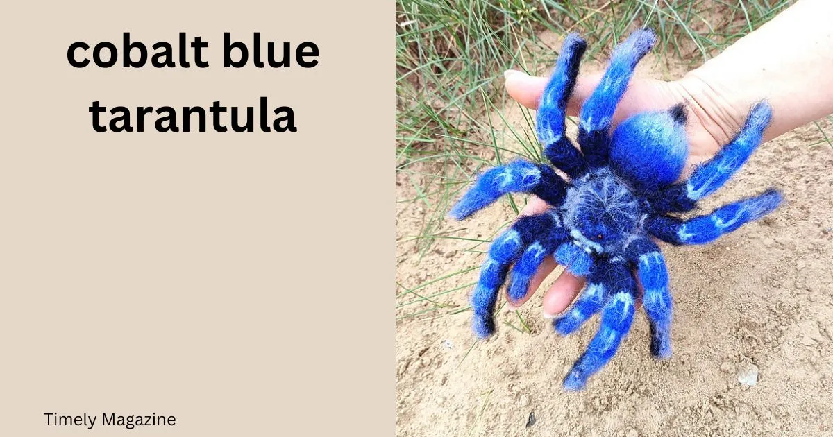 /img/21878-cobalt-blue-tarantula-luftfeuchtigkeit.webp