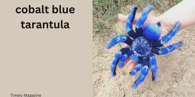 /img/21878-cobalt-blue-tarantula-luftfeuchtigkeit.webp