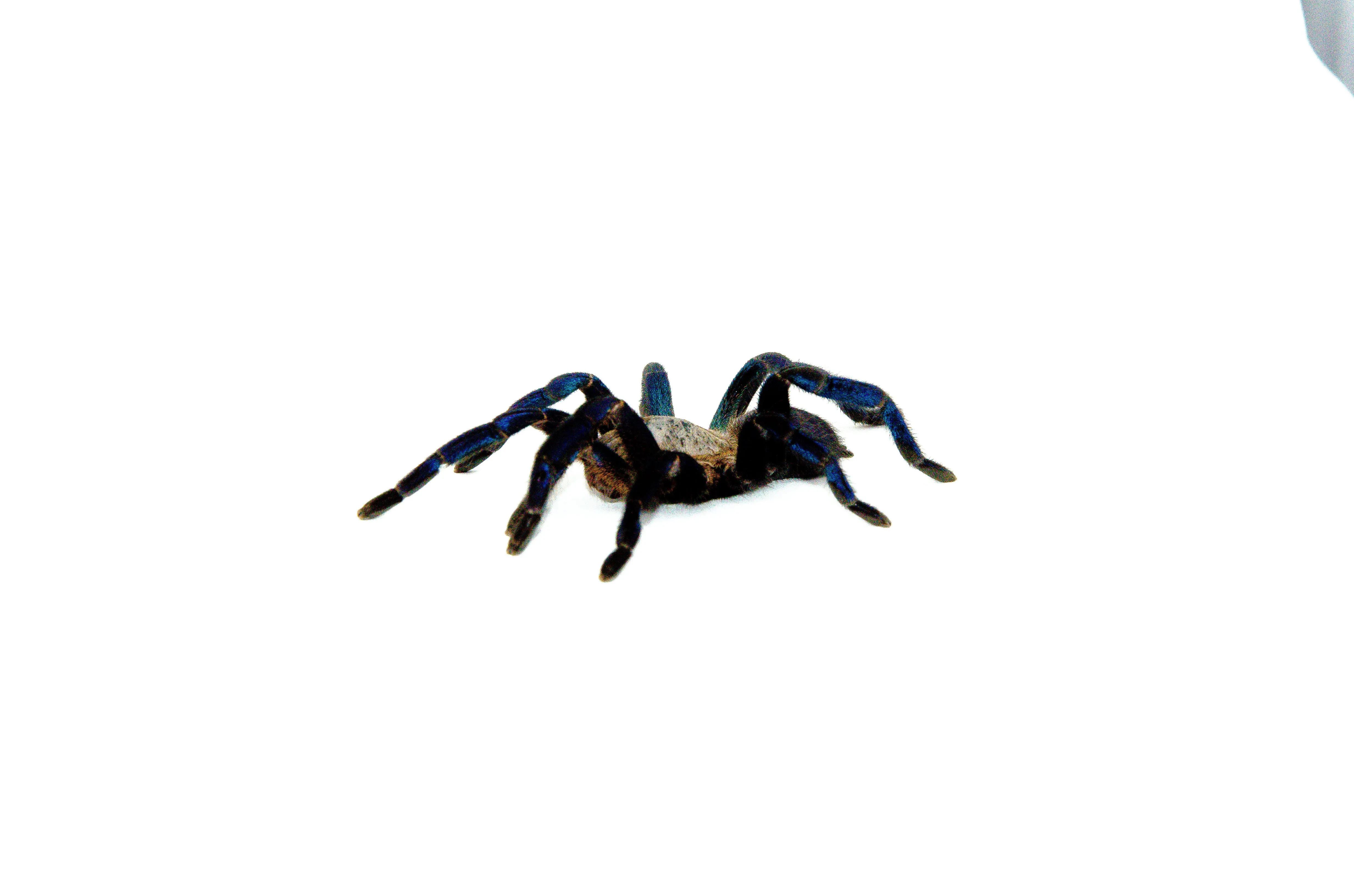 21878 cobalt blue tarantula zubehoer