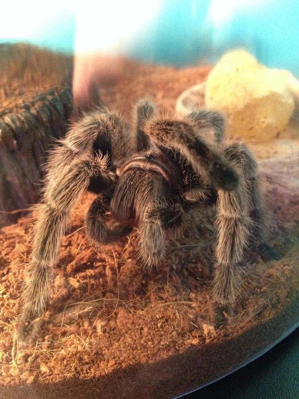 21879 feeding rose hair tarantula