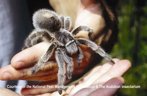/img/21879-handling-tarantula.webp