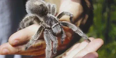 /img/21879-handling-tarantula.webp