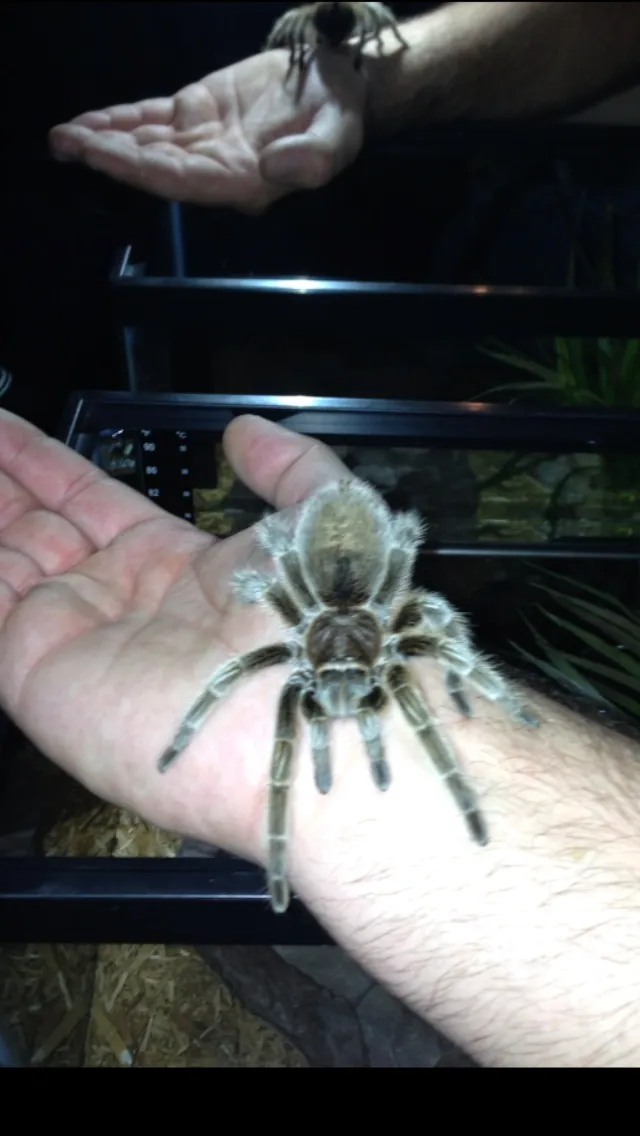 21879 rose hair tarantula overview