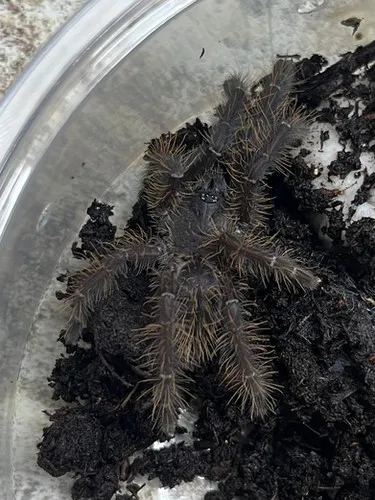 21880 tarantula breeding singapore