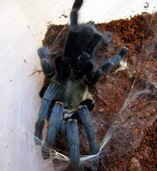 21880 tarantula feeding