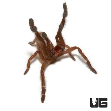 21880 tarantula health care