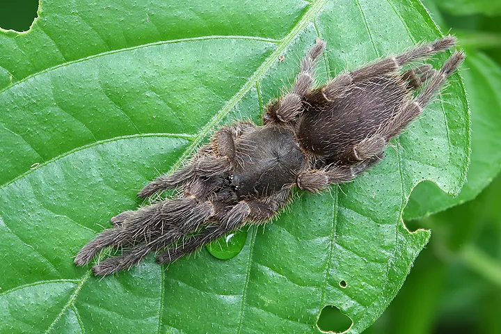 21880 tarantula species singapore