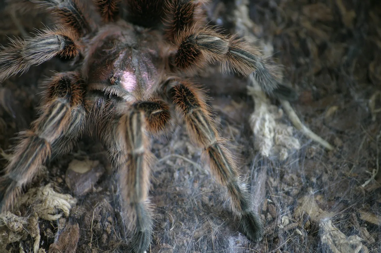 /img/21881-chilean-rose-tarantula-handling.webp