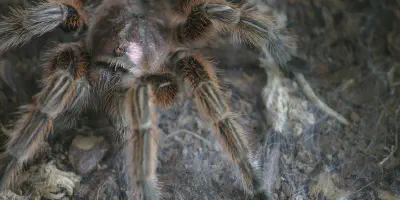 /img/21881-chilean-rose-tarantula-handling.webp