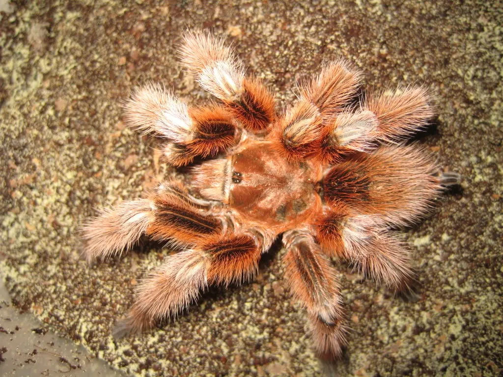21881 chilean rose tarantula overview