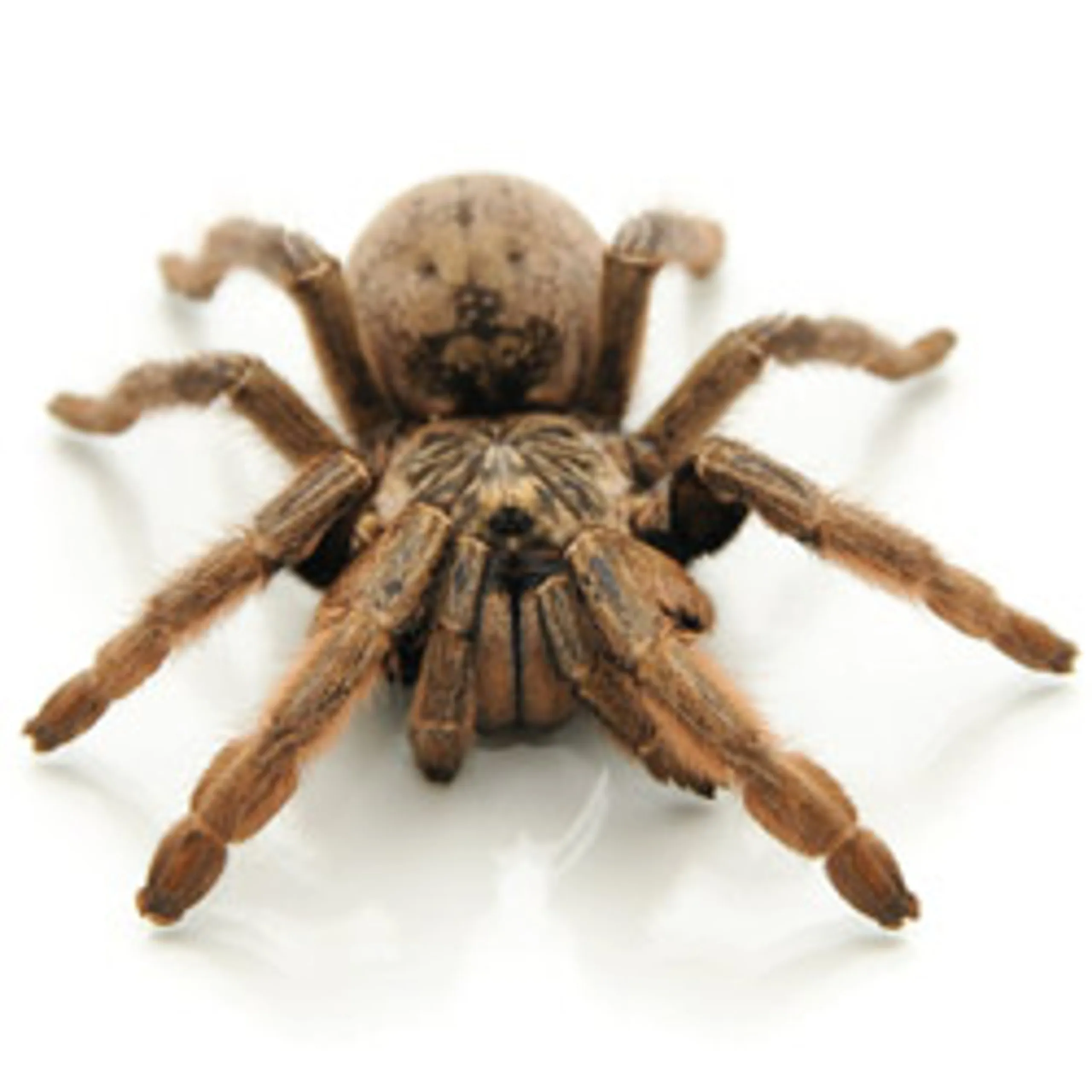 /img/21882-striped-knee-tarantula-conclusion.webp