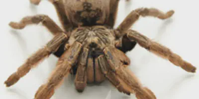 /img/21882-striped-knee-tarantula-conclusion.webp