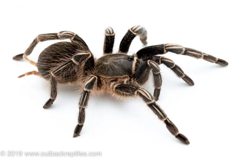 21882 striped knee tarantula handling