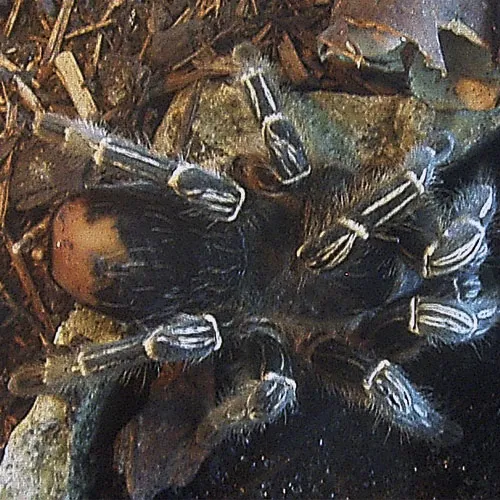 21882 striped knee tarantula lifespan