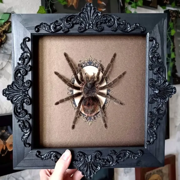 21887 tarantula box humidity