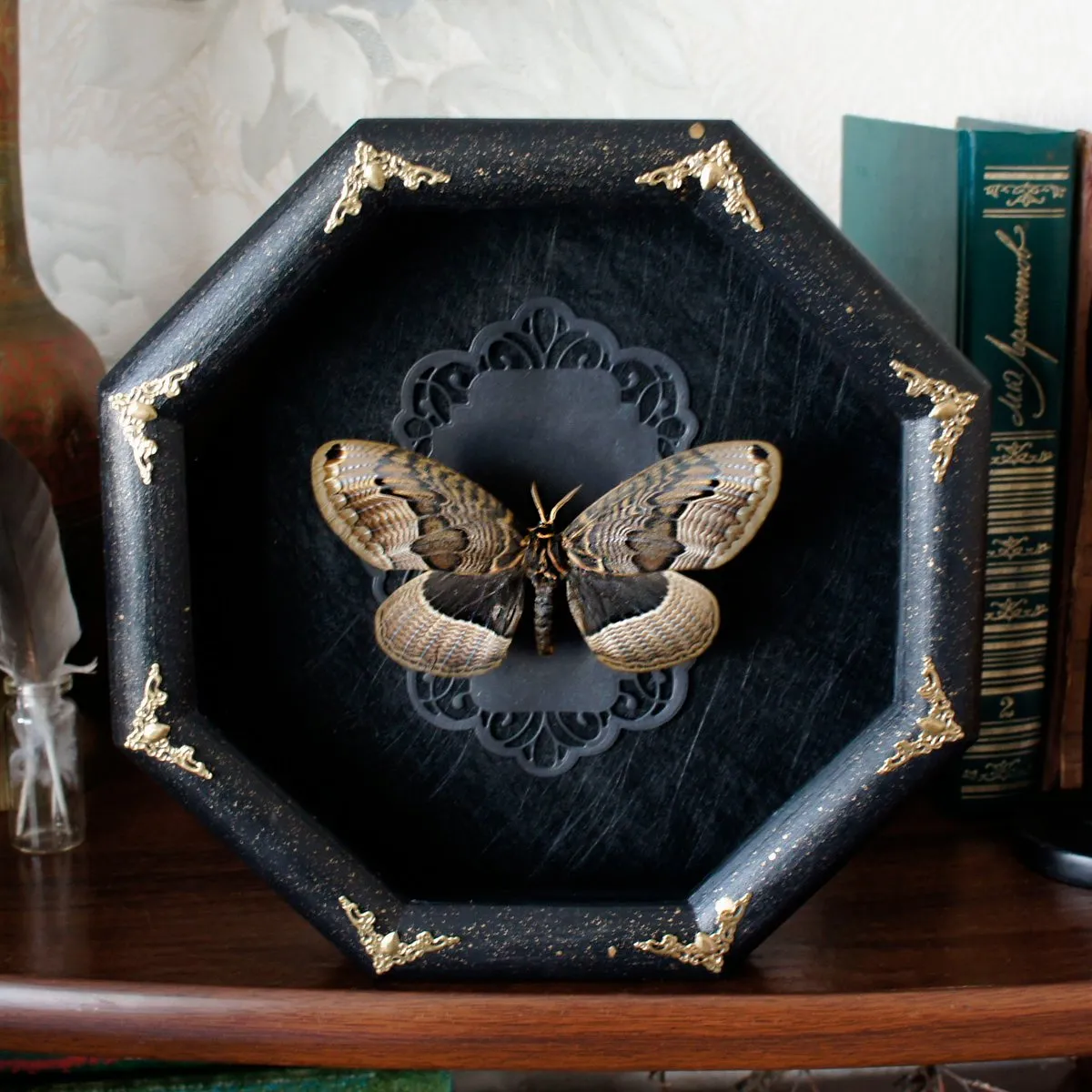 21887 tarantula box lid