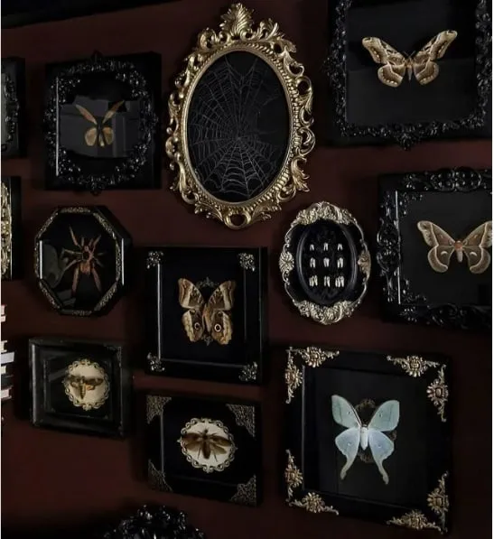 21887 tarantula box overview