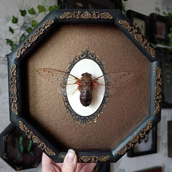 21887 tarantula box ventilation