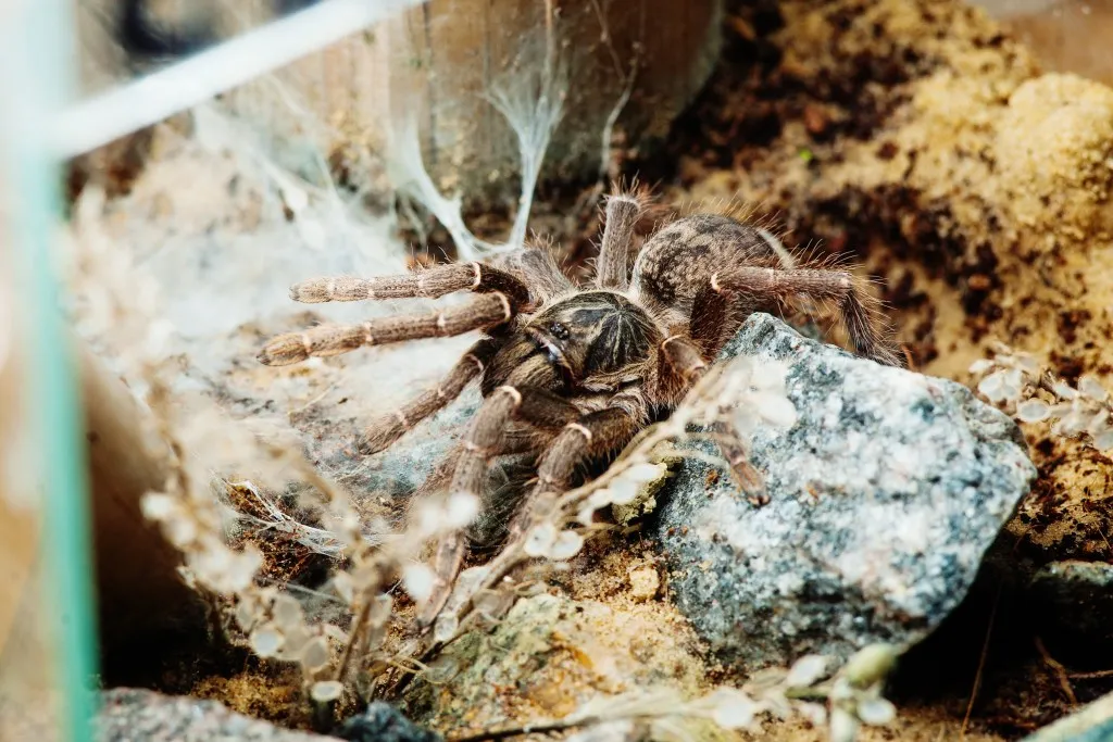 21889 mustard baboon tarantula enclosure
