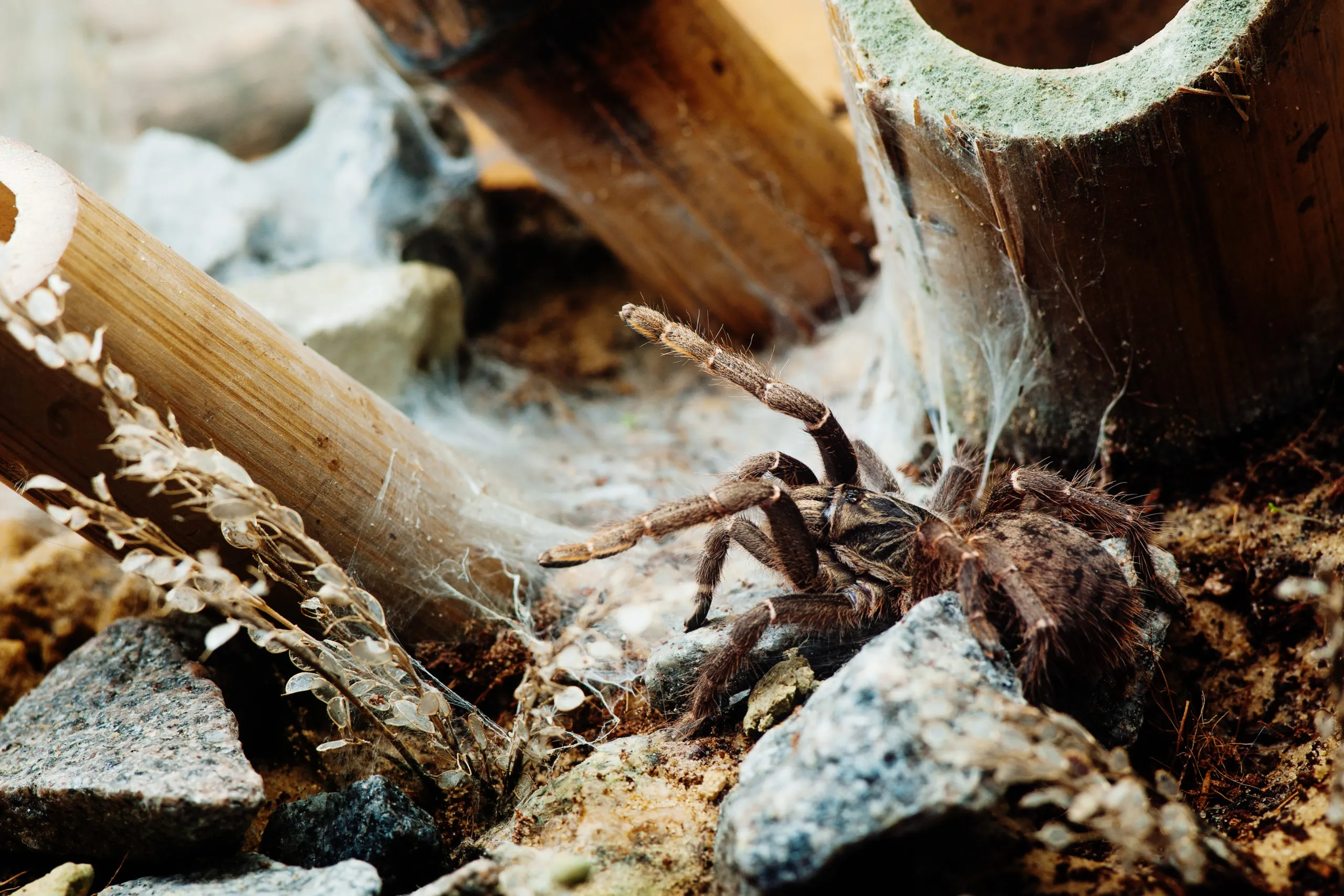 21889 mustard baboon tarantula feeding