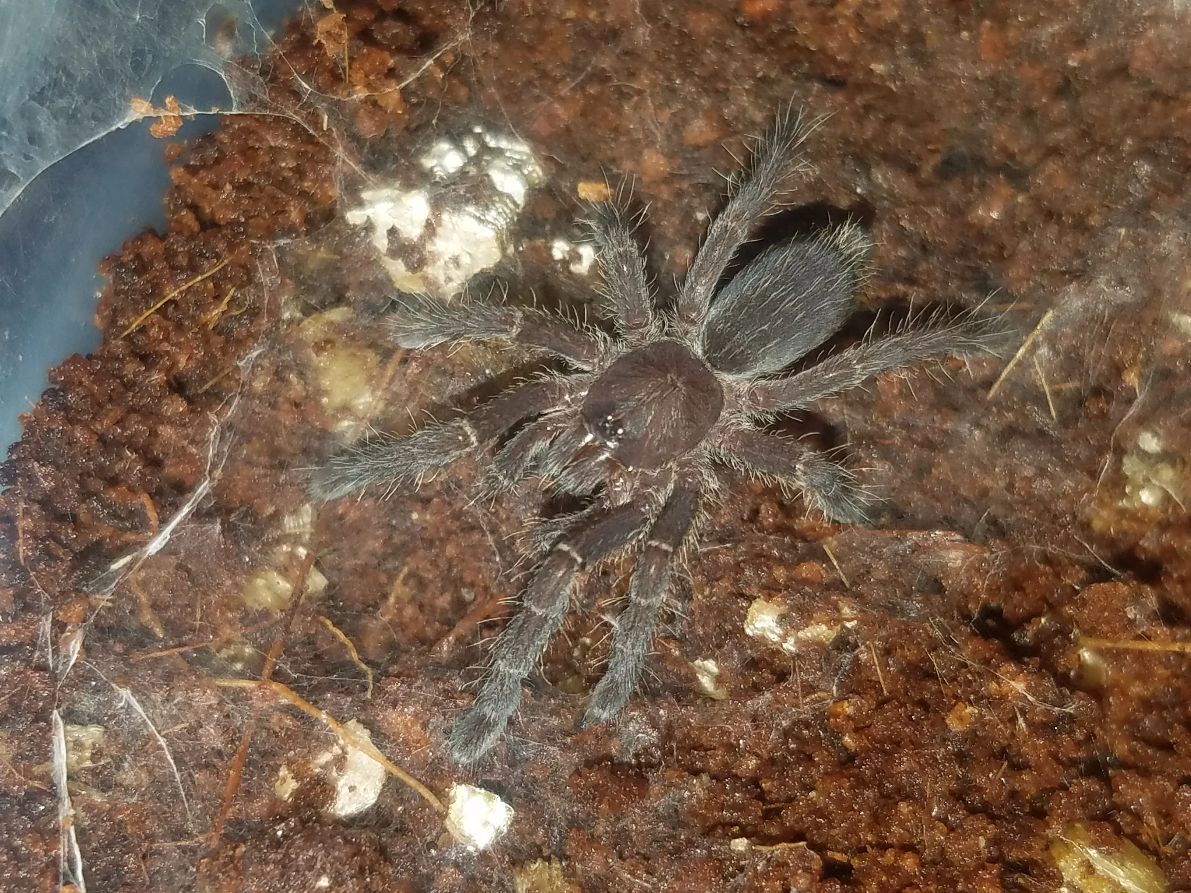 21889 mustard baboon tarantula habitat