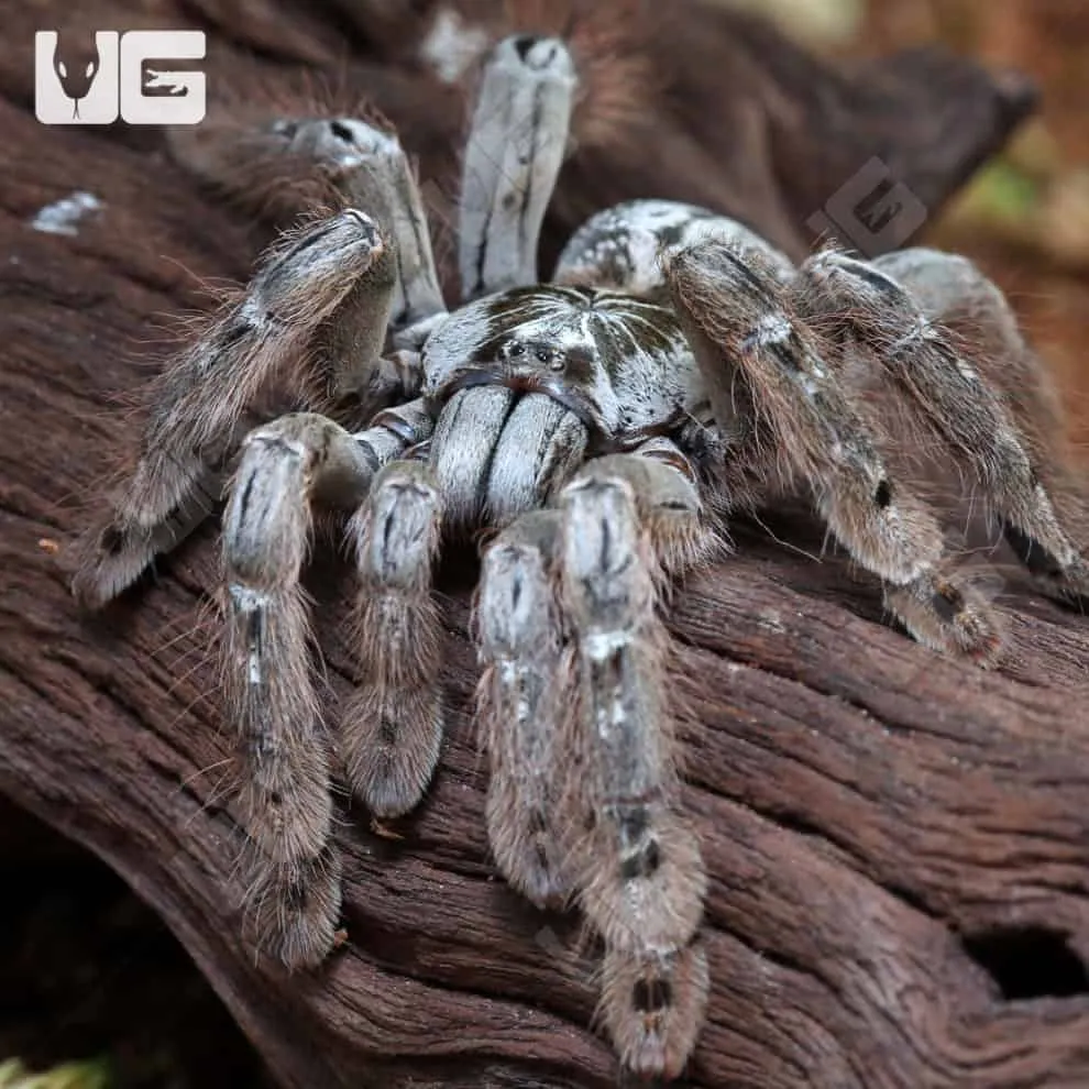 21889 mustard baboon tarantula health