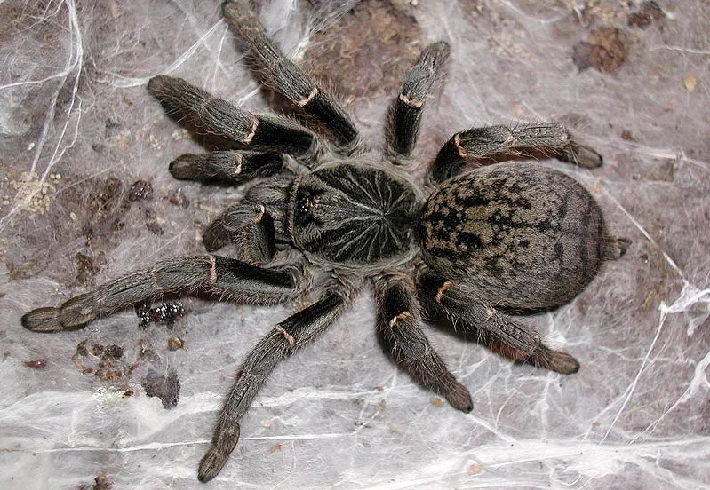 21889 mustard baboon tarantula molting