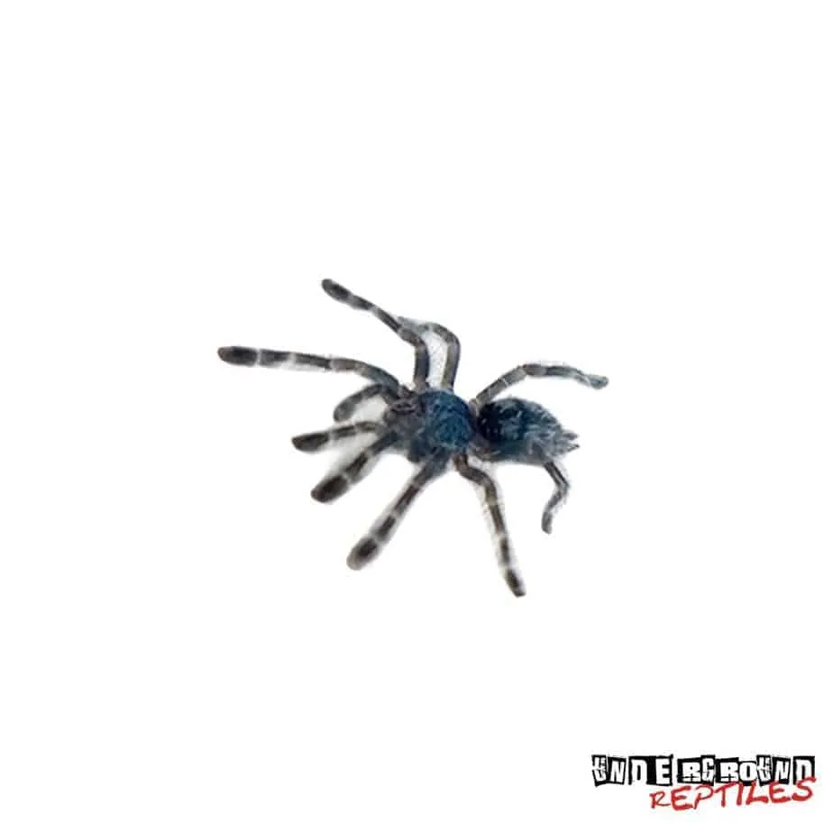 21890 antilles pinktoe baby feeding