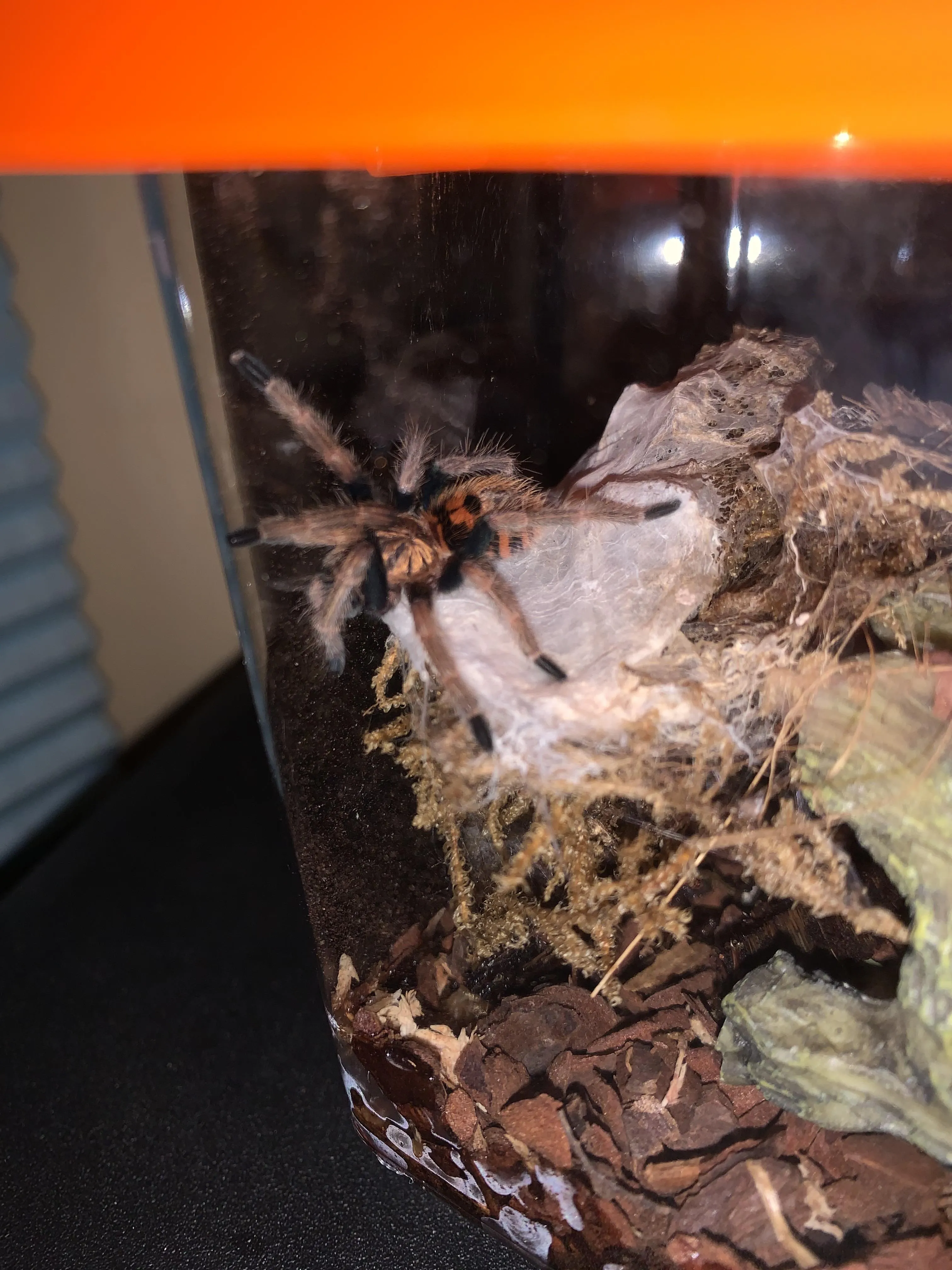 21892 gbb tarantula sling breeder reputation
