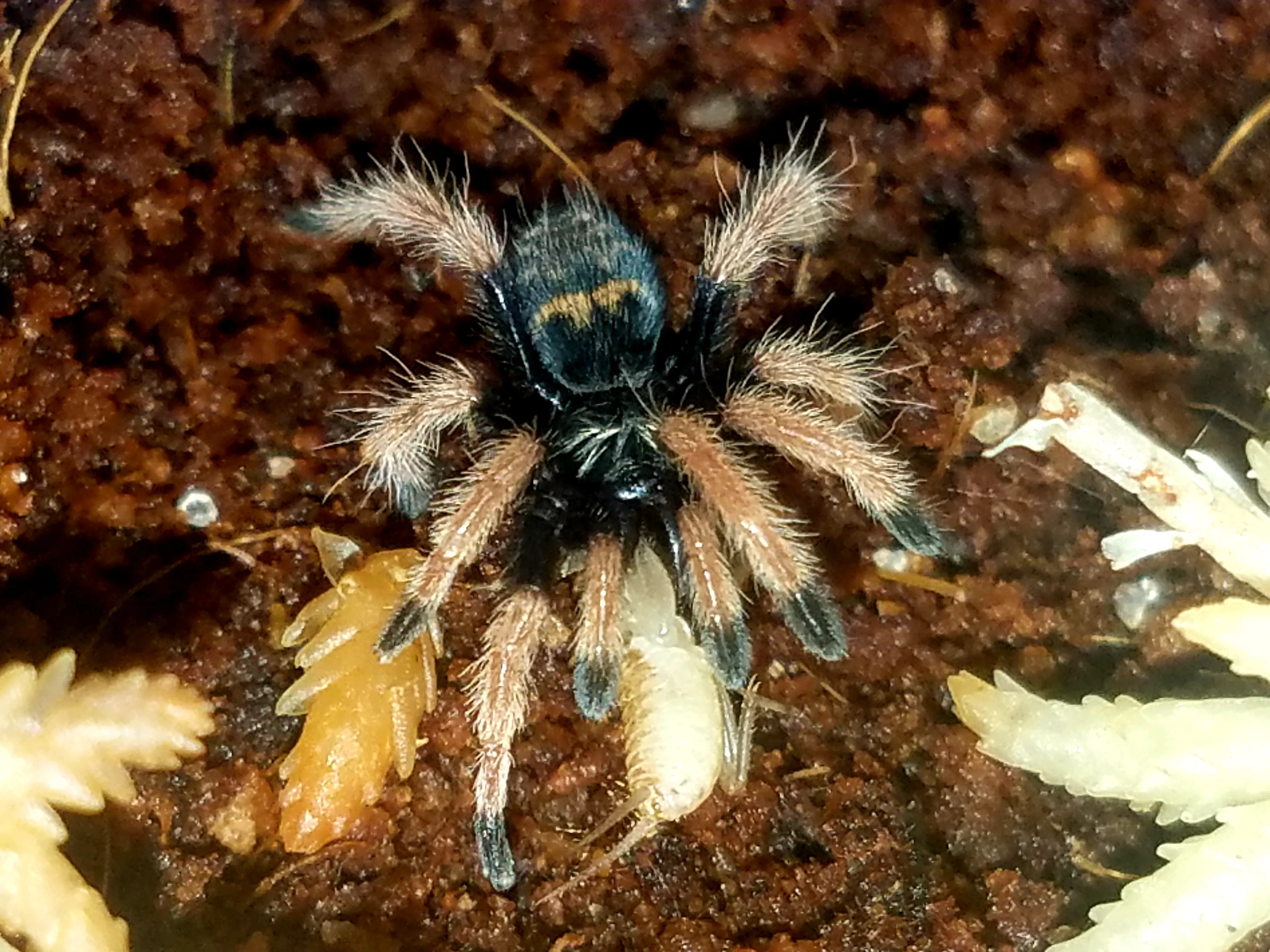 /img/21892-gbb-tarantula-sling-feeding.webp