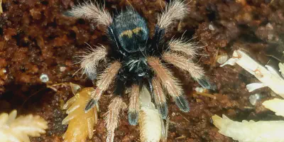 /img/21892-gbb-tarantula-sling-feeding.webp