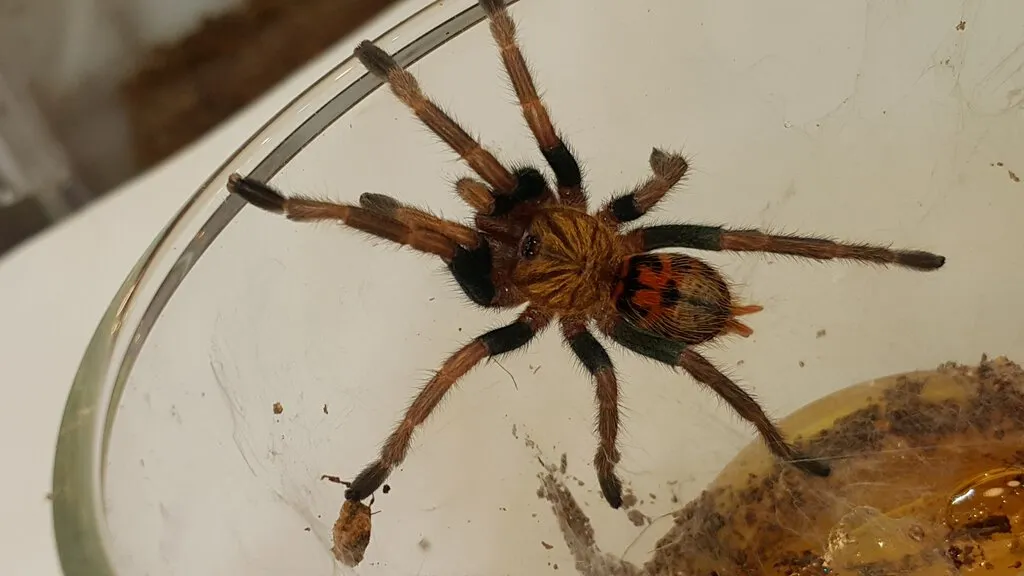 21892 gbb tarantula sling in a terrarium
