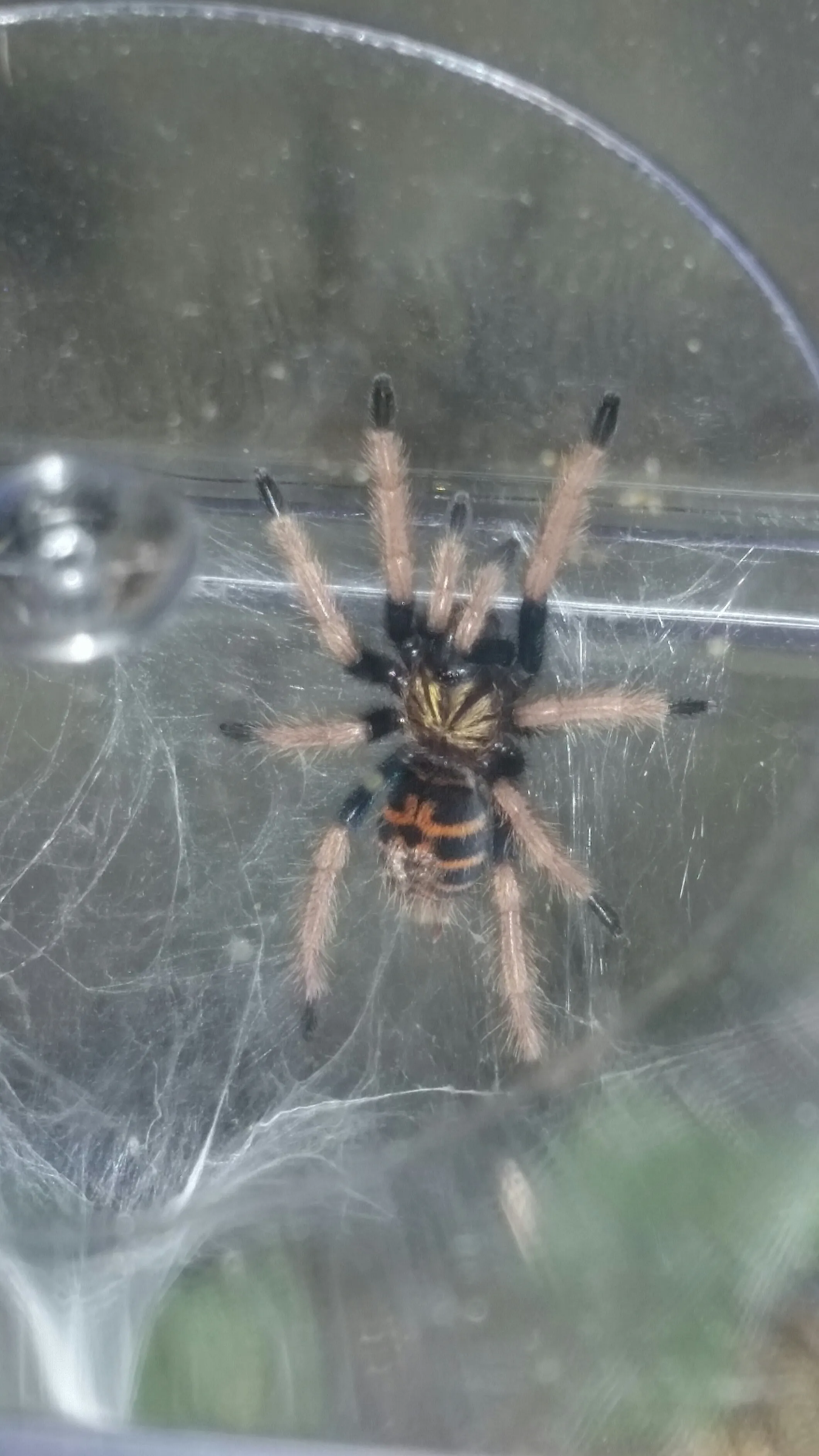 21892 gbb tarantula sling looking for food