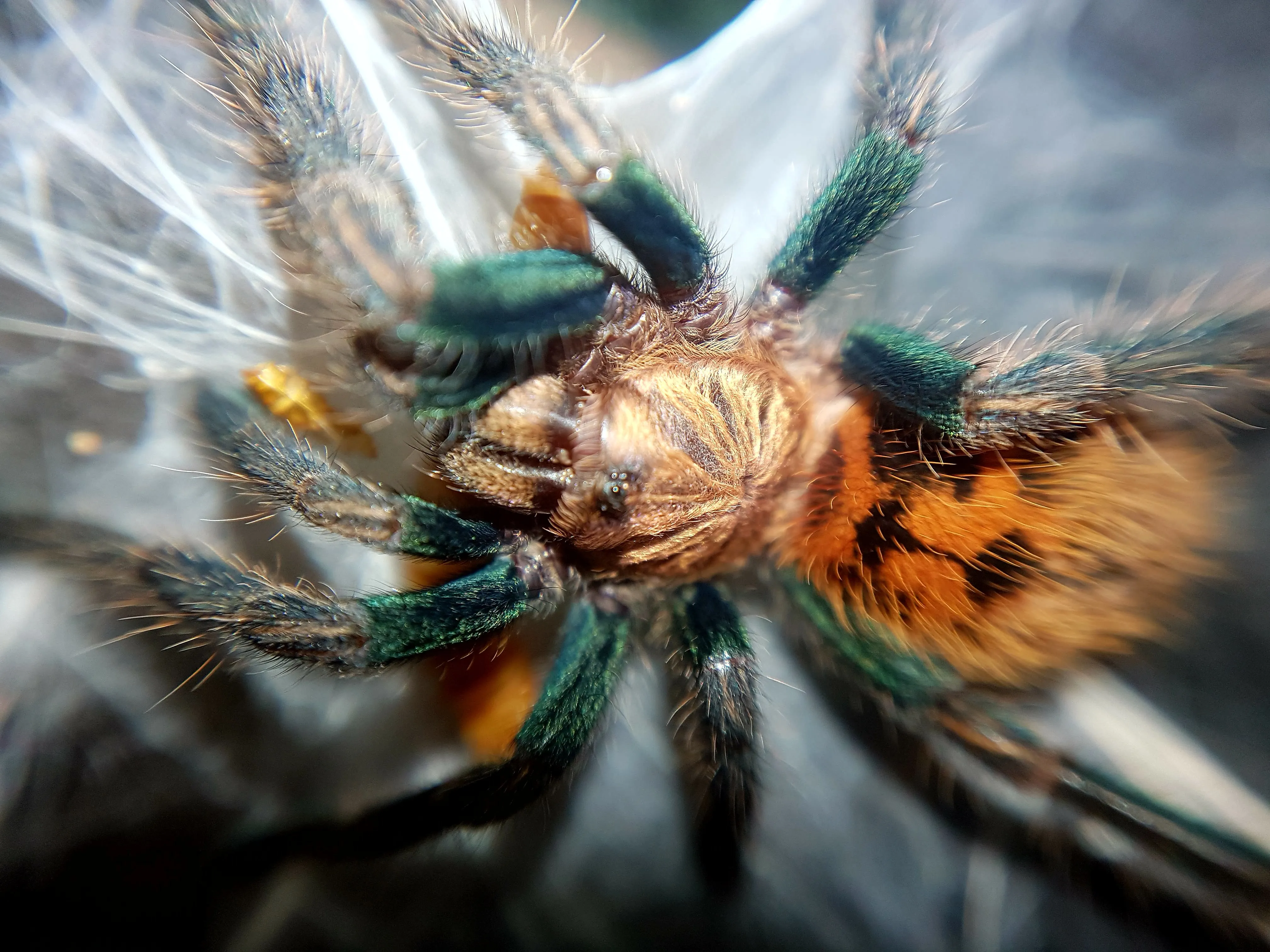 21892 gbb tarantula sling retailer online