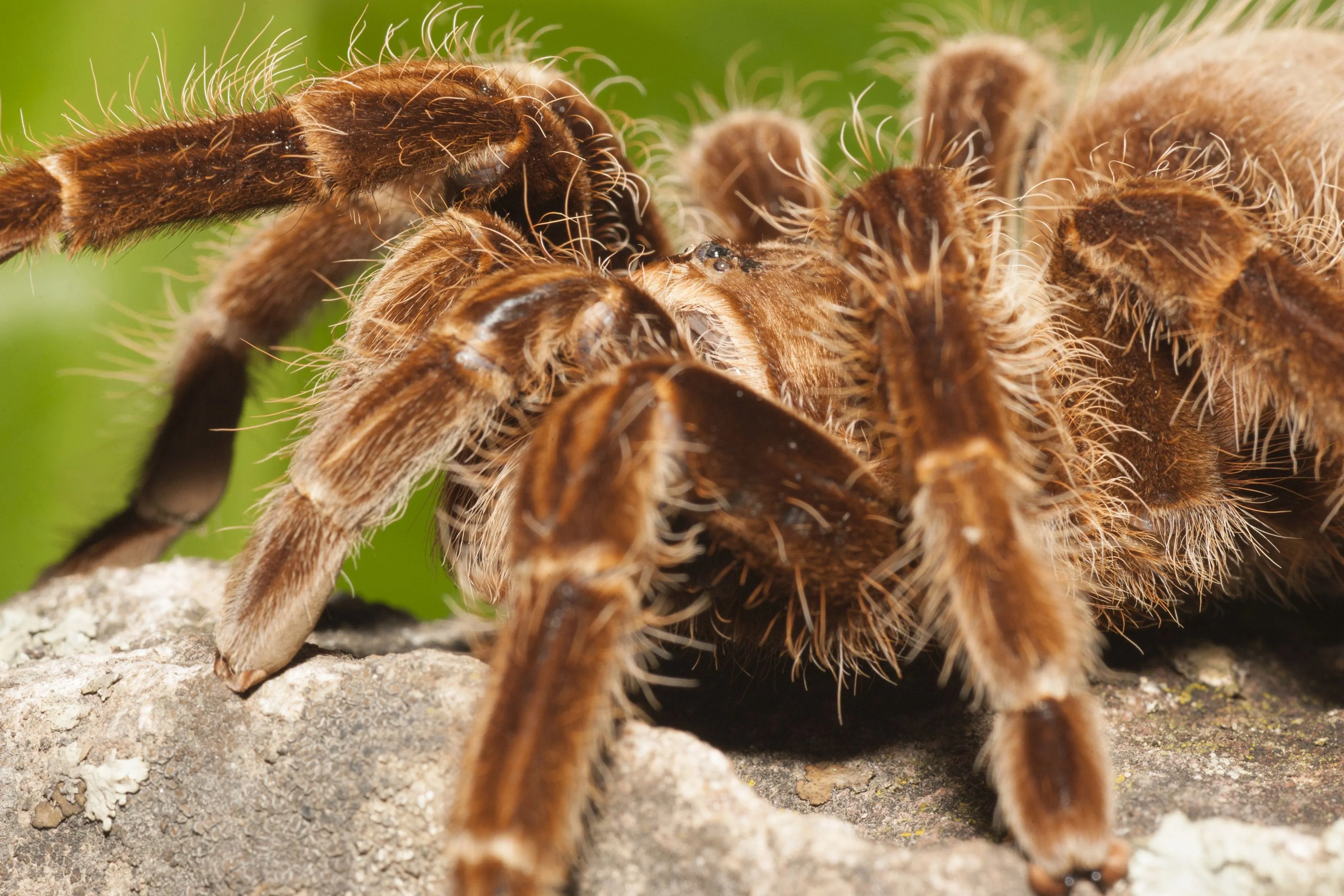 /img/21894-tarantula-handling.webp